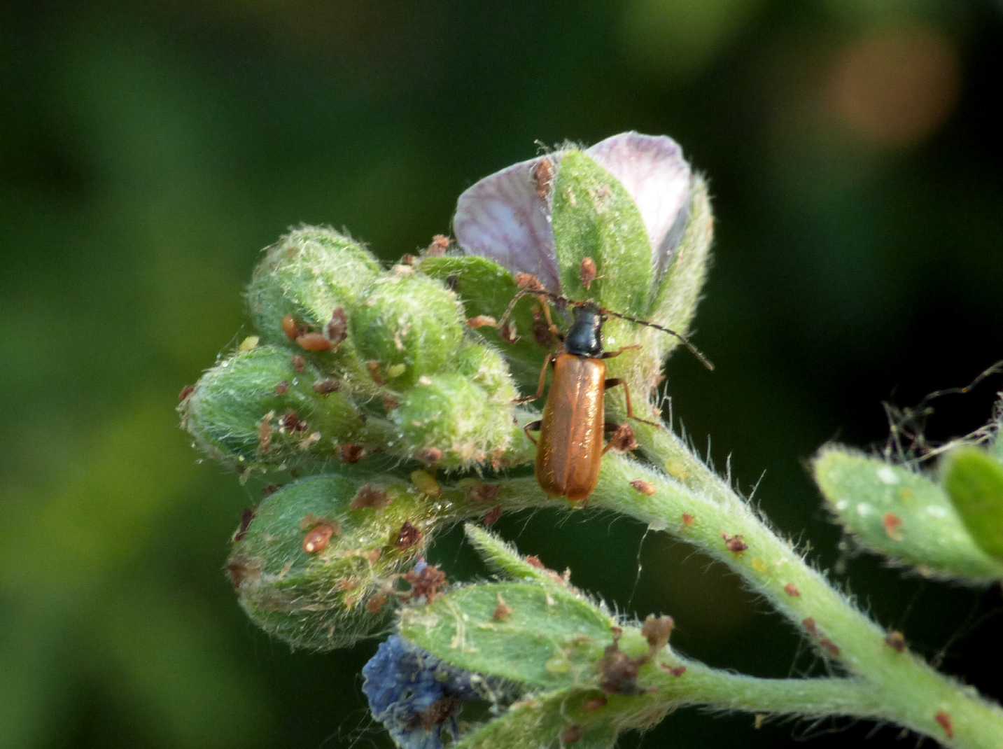 Cantharidae: Rhagonycha nigripes? No, Rhagonycha fuscitibia